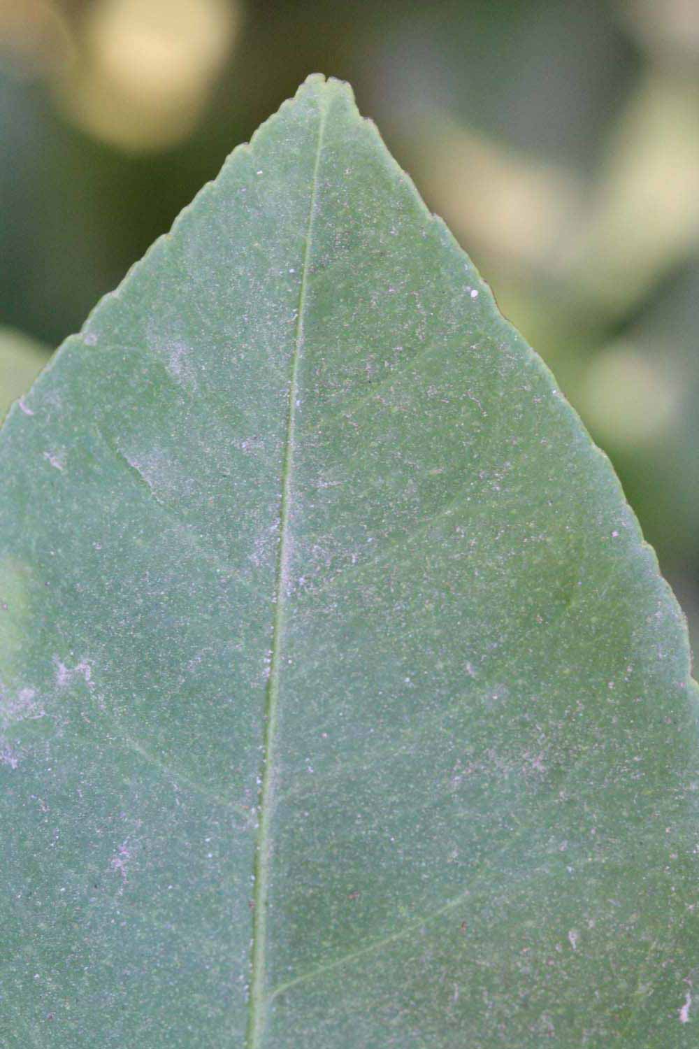              Margin (Riverside, CA)       